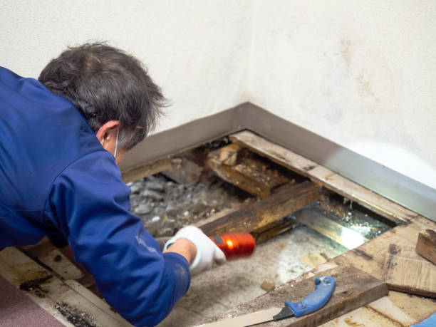 Best Residential Mold Removal  in Dublin, PA