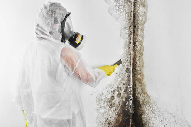 Best Local Mold Removal Service  in Dublin, PA