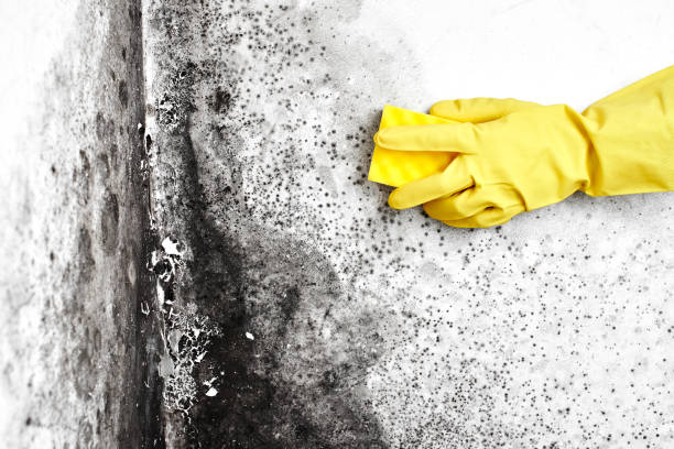 Best Mold Inspection  in Dublin, PA