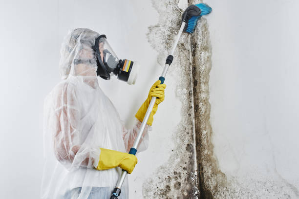 Best Water Damage Restoration  in Dublin, PA