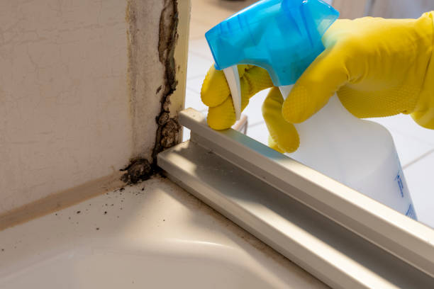 Best Mold Damage Repair  in Dublin, PA