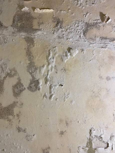 Attic Mold Removal in Dublin, PA