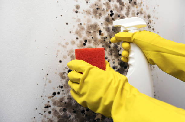 Best Fast Mold Removal  in Dublin, PA