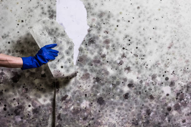 Best Office Mold Removal Services  in Dublin, PA