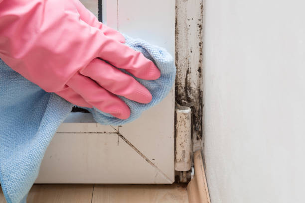 Best Emergency Mold Removal  in Dublin, PA