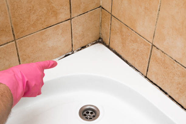 Best Mold Remediation Experts  in Dublin, PA